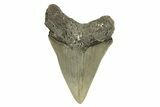 Bargain, Fossil Megalodon Tooth - Serrated Blade #294545-2